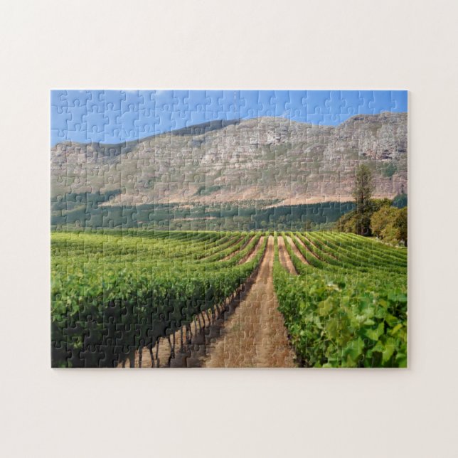 Weinberge des Groot Constantia Anwesen (Horizontal)
