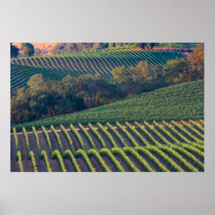 Weinberge des Russen River Valley Poster