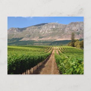Weinberge Groot Constantia Anwesen Postkarte
