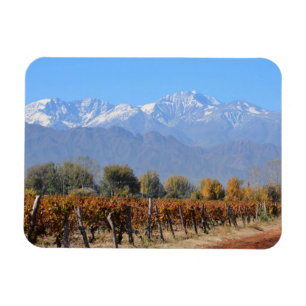 Weinberge im Fall von Mendoza, Argentinien Magnet
