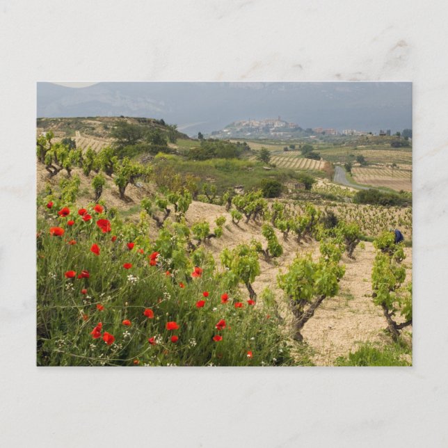Weinberge in der Nähe von Laguardia, Hauptstadt La Postkarte (Vorderseite)