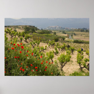 Weinberge in der Nähe von Laguardia, Hauptstadt vo Poster