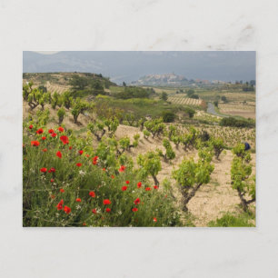 Weinberge in der Nähe von Laguardia, Hauptstadt vo Postkarte