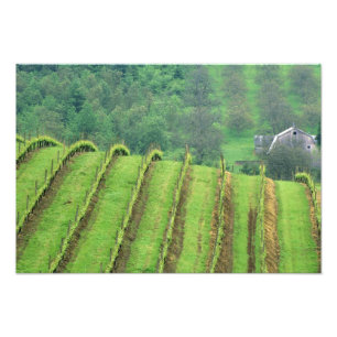 Weinberge in der Nähe von Newberg Oregon Fotodruck
