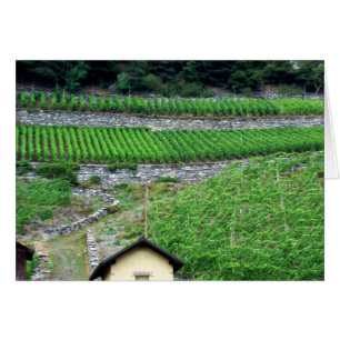 Weinberge in der Schweiz