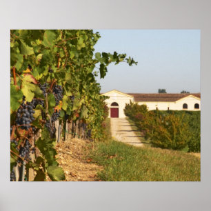 Weinberge, kleine verdot Reben und die Poster