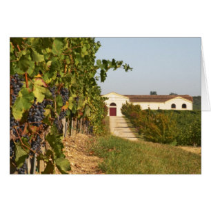 Weinberge, Petit-Verdot-Reben und das Weingut in