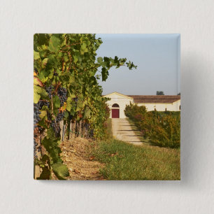 Weinberge, Petit Verdot-Reben und das Weingut in Button