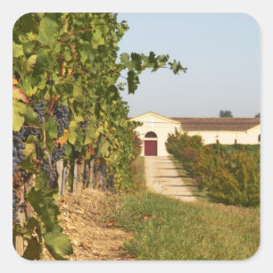Weinberge, Petit-Verdot-Reben und das Weingut in Quadratischer Aufkleber