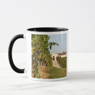 Weinberge, Petit-Verdot-Reben und das Weingut in Tasse