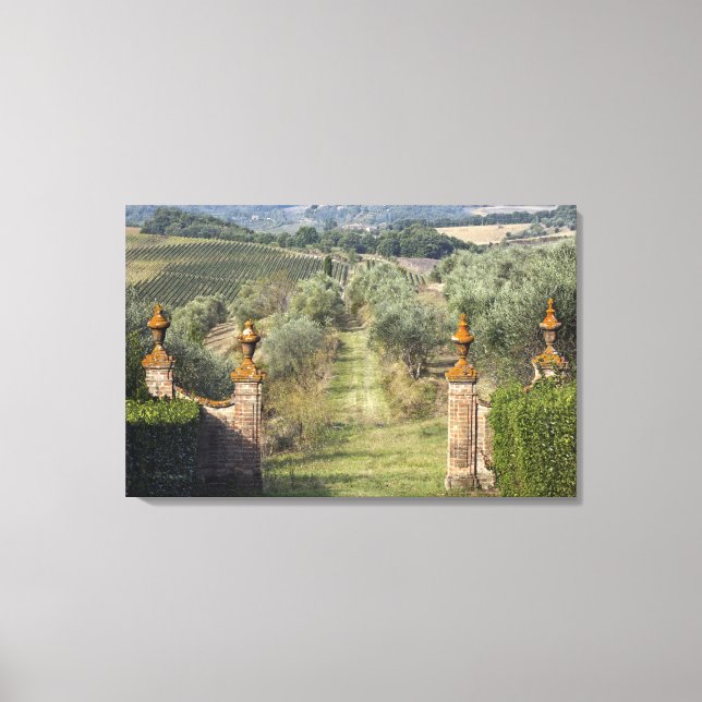 Weinberge, Toskana, Italien Leinwanddruck (Vorderseite)