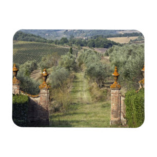 Weinberge, Toskana, Italien Magnet