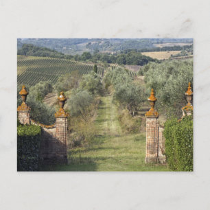 Weinberge, Toskana, Italien Postkarte