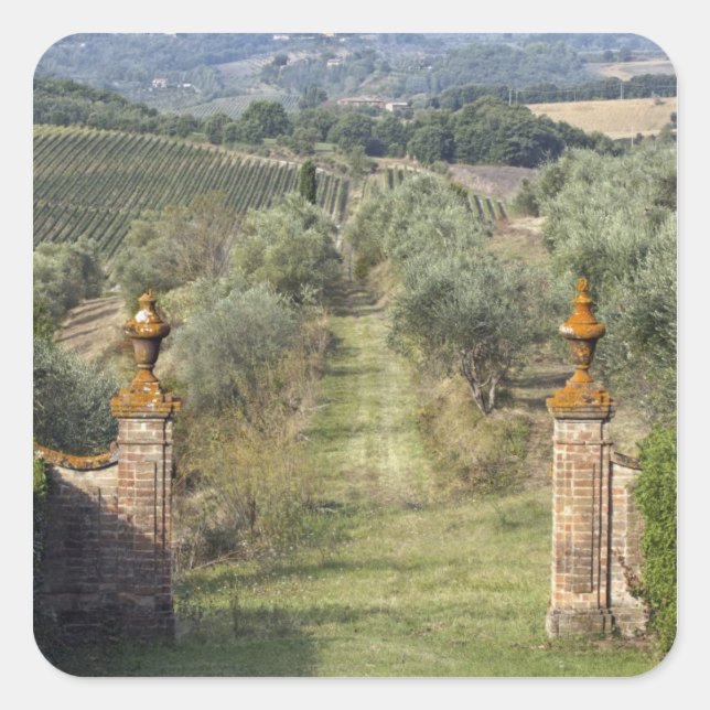 Weinberge, Toskana, Italien Quadratischer Aufkleber (Vorderseite)