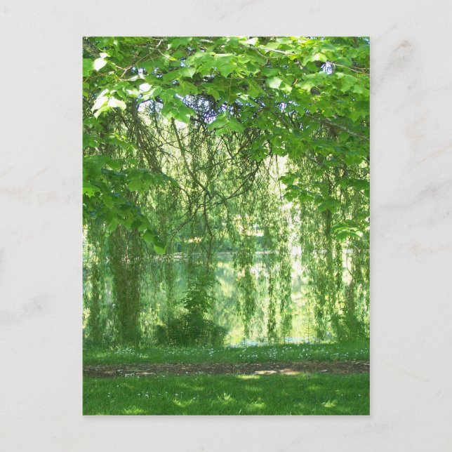 Weinende Weiden mit Teich Postkarte (Vorderseite)