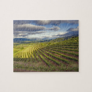 Weingarten. Napa Valley. Napa. Napa County,