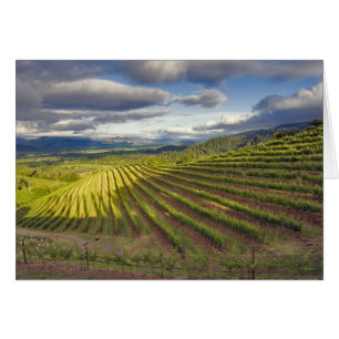 Weingarten. Napa Valley. Napa. Napa County,