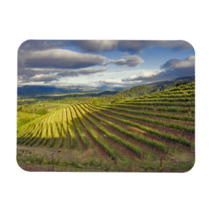 Weingarten. Napa Valley. Napa. Napa County, Magnet