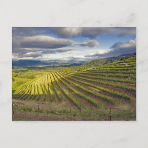 Weingarten. Napa Valley. Napa. Napa County, Postkarte