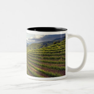Weingarten. Napa Valley. Napa. Napa County, Zweifarbige Tasse