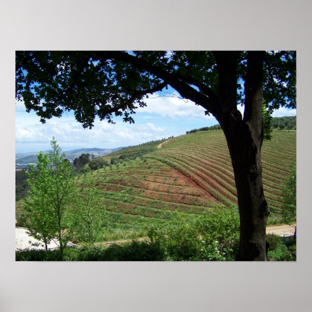 Weingarten Poster (Vorne)