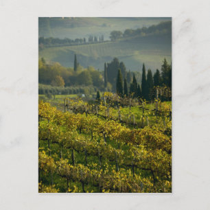 Weingarten, Toskana, Italien Postkarte