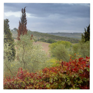 Weingut bei Montalcino, Toskana, Italien Fliese