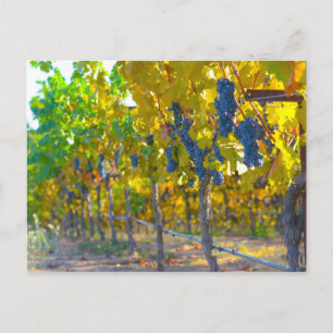 Weingut im Napa Valley Kalifornien Postkarte
