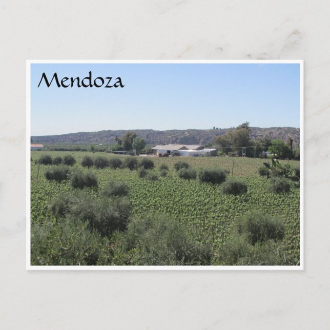 Weingut Mendoza Postkarte (Vorderseite)