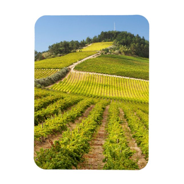 Weingut, Stellenbosch, Westkap Magnet (Vertikal)