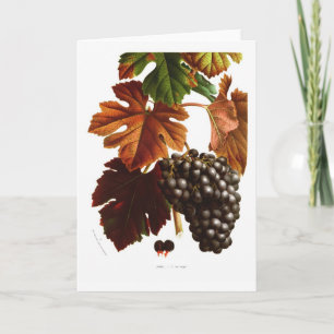 Weinrebe Karte