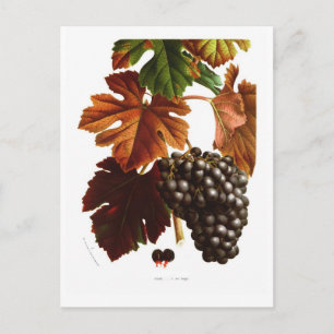 Weinrebe Postkarte