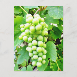Weinrebe Postkarte