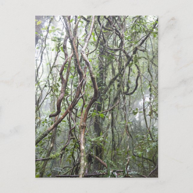 Weinrebe und Zweige, die im Regenwald verdreht sin Postkarte (Vorderseite)