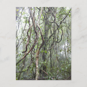 Weinrebe und Zweige, die im Regenwald verdreht sin Postkarte