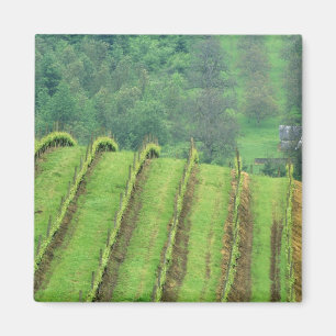 Weinreben in der Nähe von Newberg Oregon Magnet