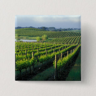 Weinreben in ordentlichen Reihen im kalifornischen Button