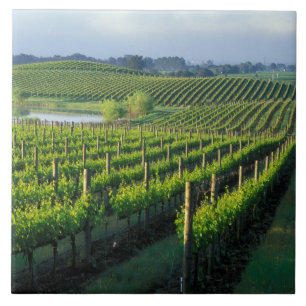 Weinreben in ordentlichen Reihen im kalifornischen Fliese