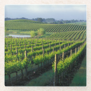 Weinreben in ordentlichen Reihen im kalifornischen Glasuntersetzer