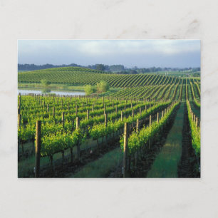 Weinreben in ordentlichen Reihen im kalifornischen Postkarte