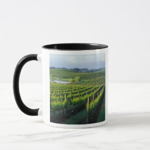 Weinreben in ordentlichen Reihen im kalifornischen Tasse