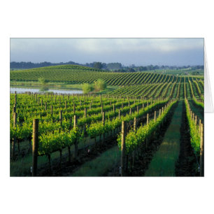 Weinreben in ordentlichen Reihen in Kaliforniens N