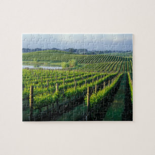 Weinreben in ordentlichen Reihen in Kaliforniens N