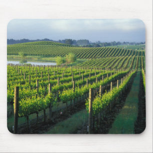 Weinreben in ordentlichen Reihen in Kaliforniens N Mousepad