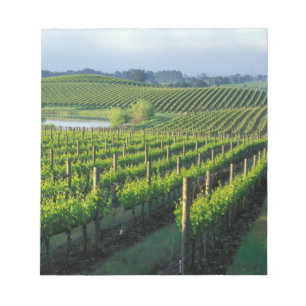 Weinreben in ordentlichen Reihen in Kaliforniens N Notizblock