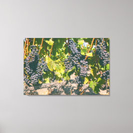 Weinreben Leinwanddruck