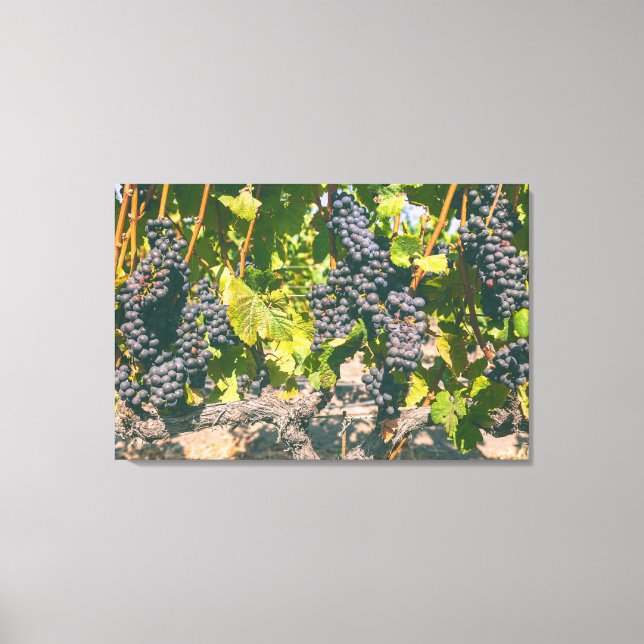 Weinreben Leinwanddruck (Vorderseite)