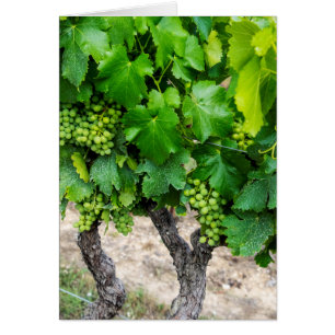 Weinrebenanbau, Frankreich