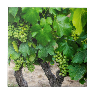 Weinrebenanbau, Frankreich Fliese