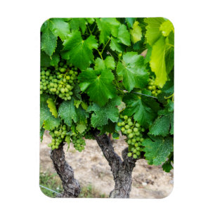 Weinrebenanbau, Frankreich Magnet